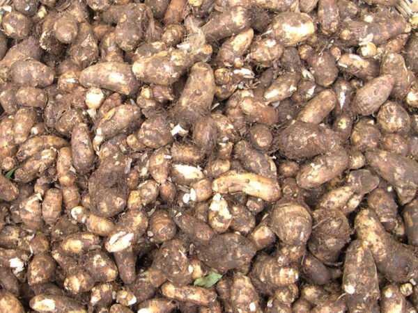 Chembu