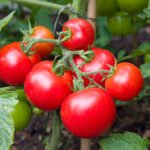 Tomato Chatni