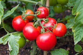 Tomato Chatni
