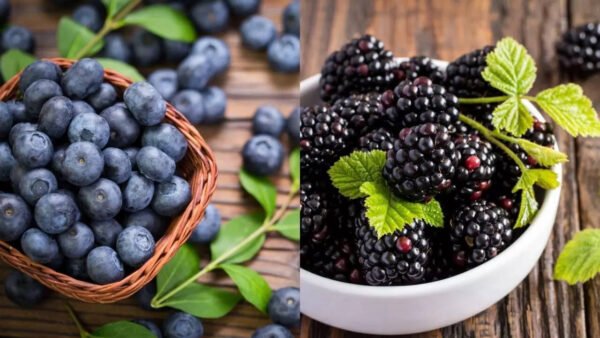 BLUE BERRY  ICE CREAM