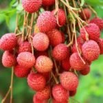 LITCHI ICE CREAM